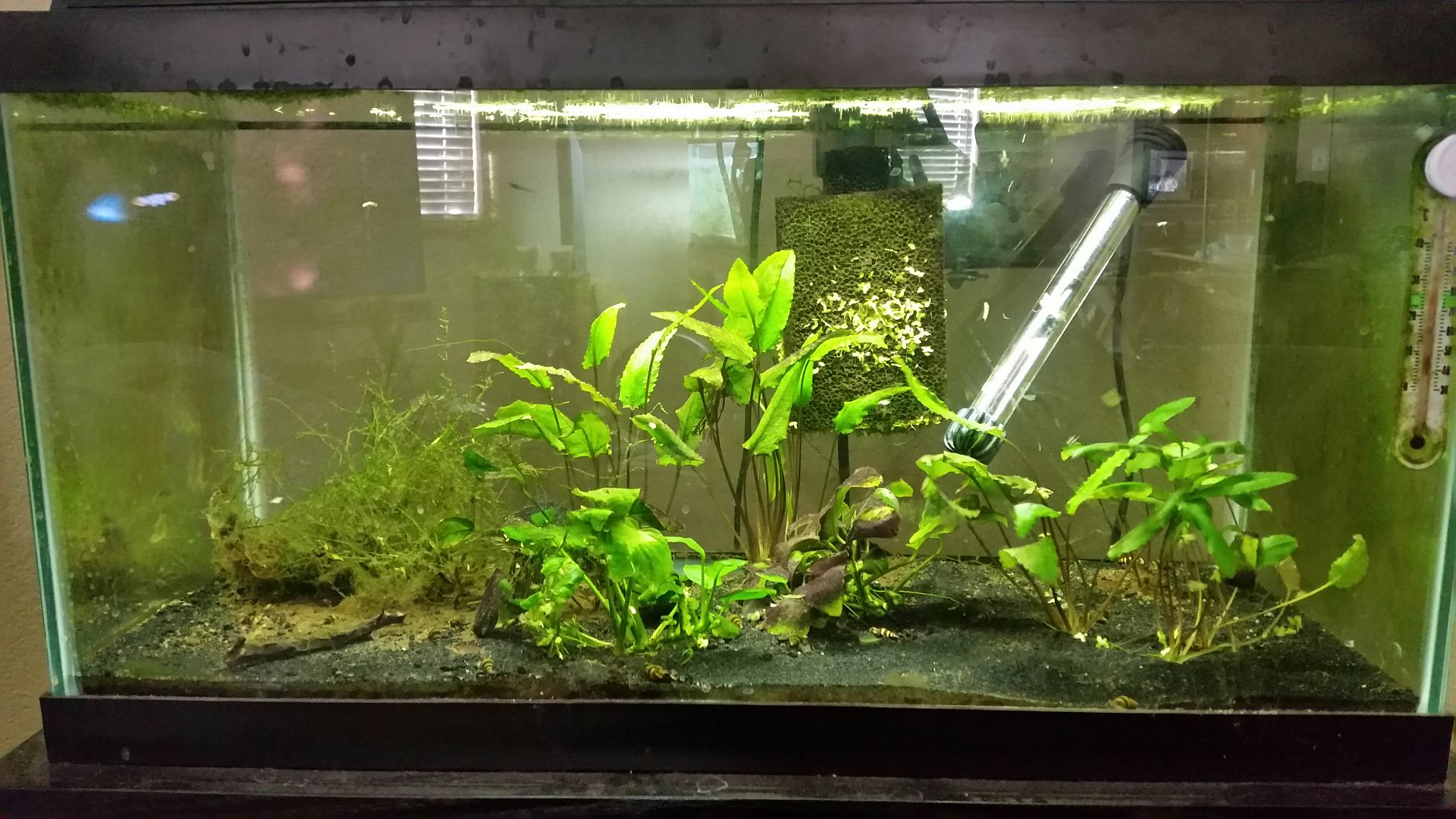 15 Gallon RCS Shrimp Low Light Plant Tank Aquarium Forum